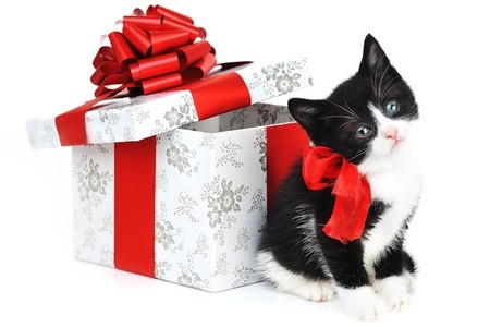89% des propriétaires de chats ont l'intention d'offrir un cadeau