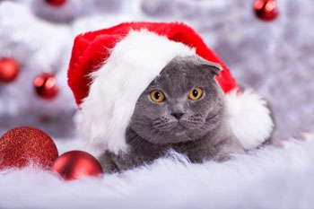 Donner un chaton à Noël à un enfant se révèle souvent être une bêtise.