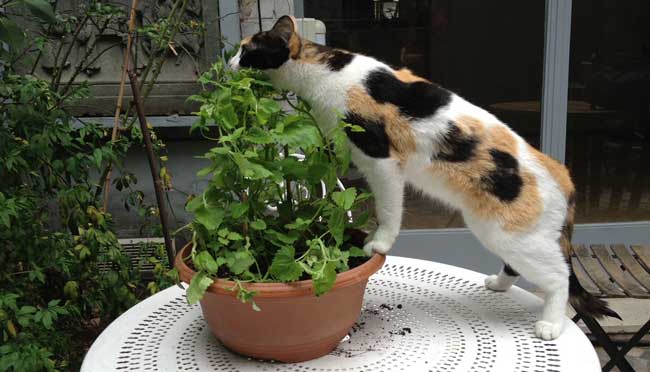 Connaissez-vous l'herbe à chat ou la cataire ? Effets, avantages et mode  d'emploi