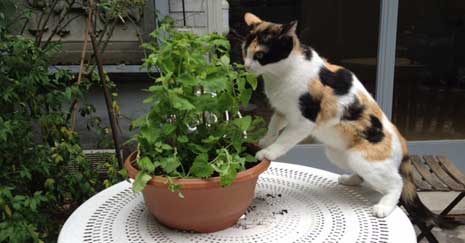 La cataire ou l'herbe aux chats a un effet attractif sur les chats !