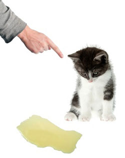 Élimination odeur urine ou pipi de chats